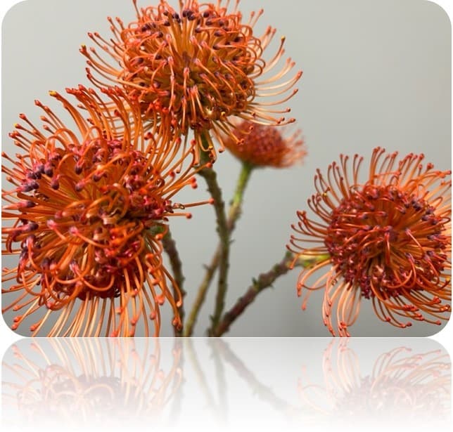 Pincushions 50st/bx Caroline 50cm
