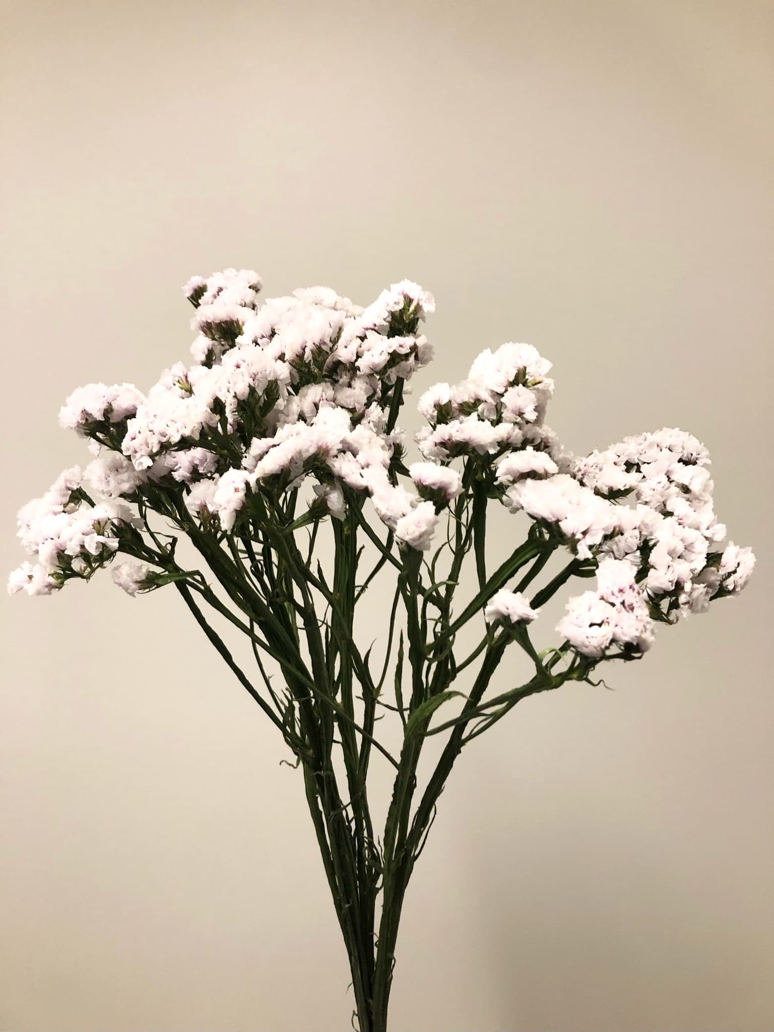 Statice 12bu/bx White 70cm