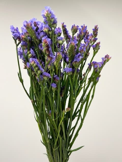 Statice 12bu/bx Lavander 70cm