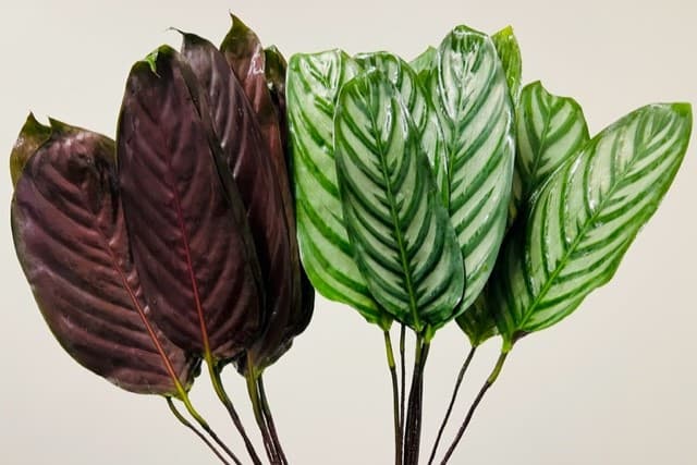 Calathea 10 Bu/bx White Star 20-30cm