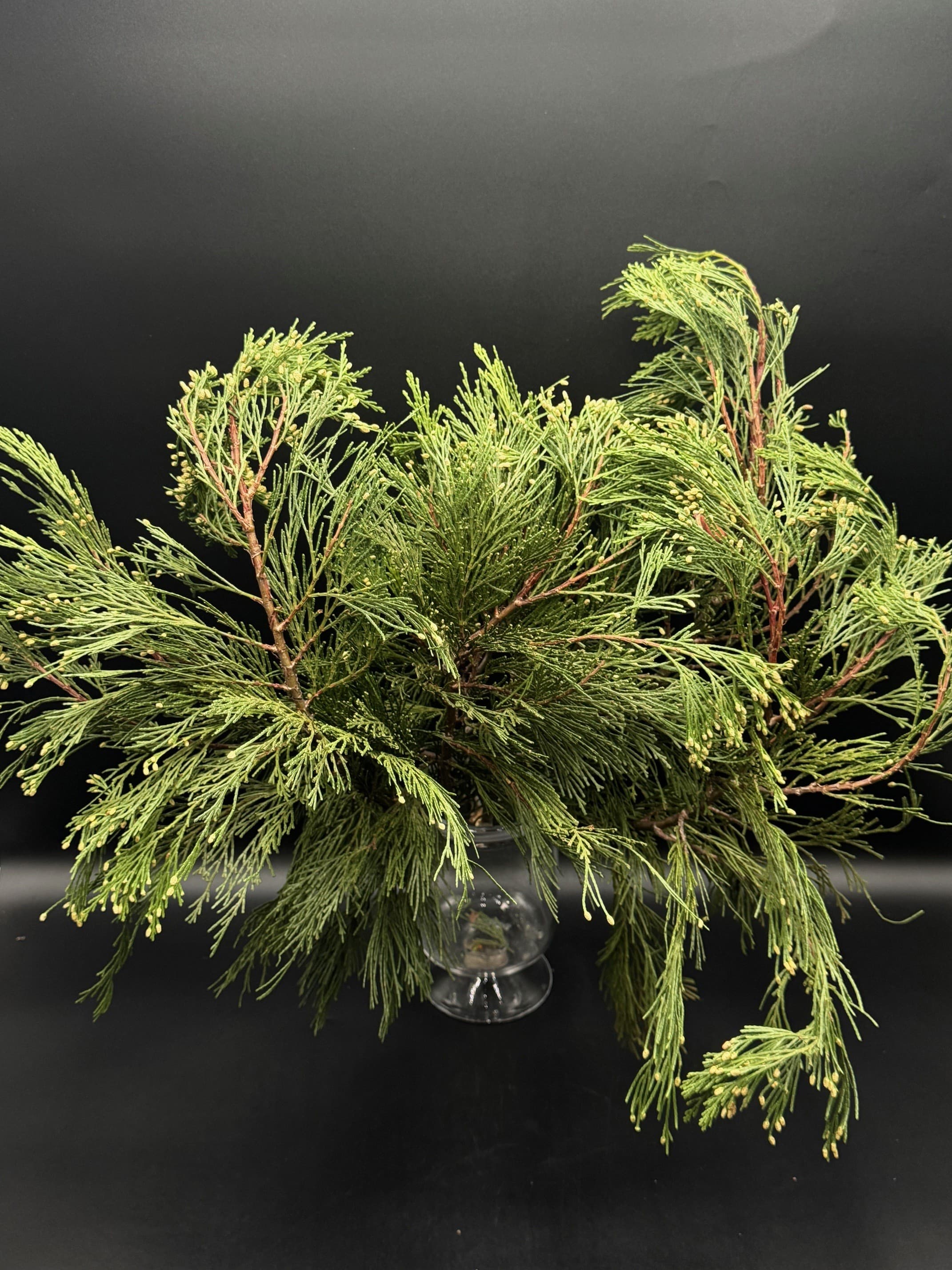 Incense Cedar Boughs 25 Lbs