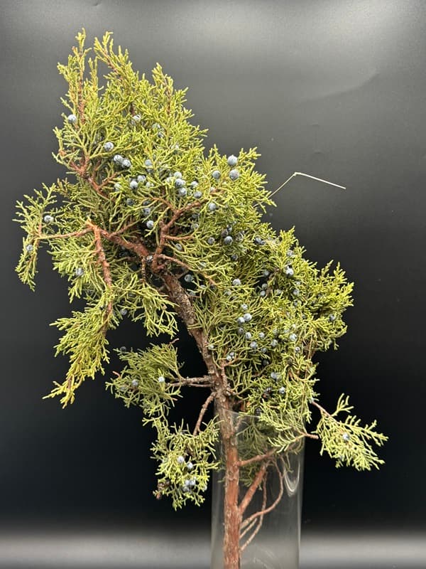 Berried Juniper Boughs 25 Lbs