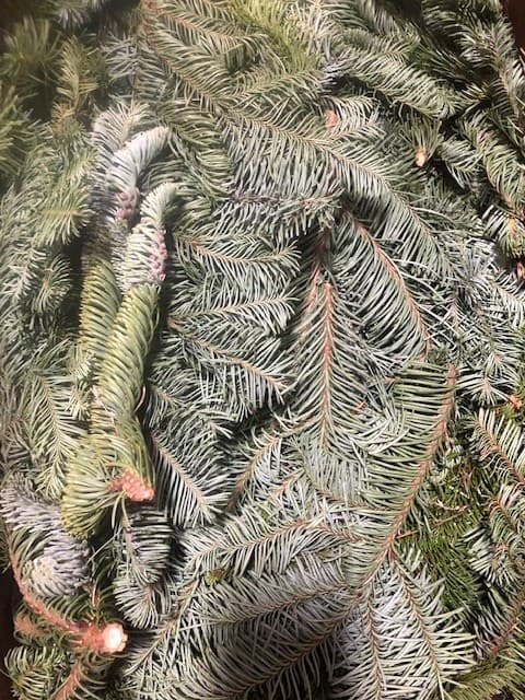 Noble Fir Boughs Green 25 Lbs
