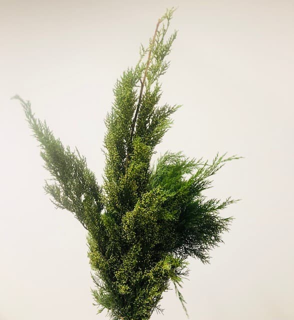 Cedar Green Gold Tip - 25 BU/BX