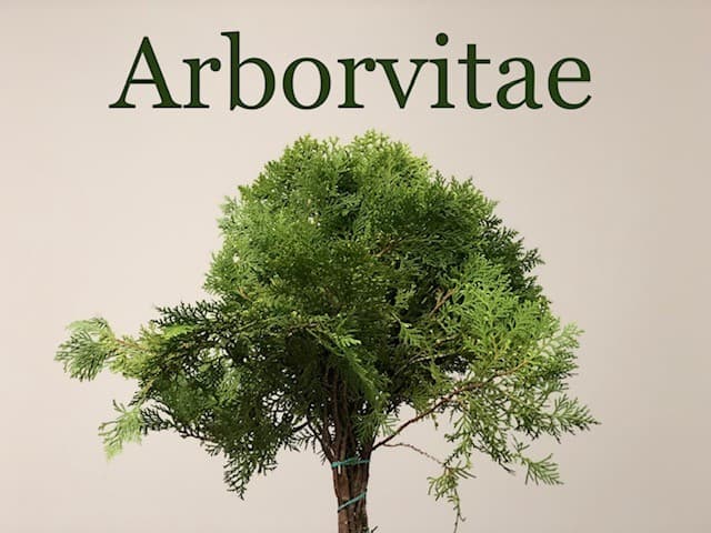 Arborvitae Green Arborvitae