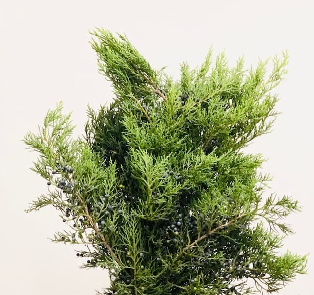 Cedar Blue Berry blueberry cedar - 25 BU/BX