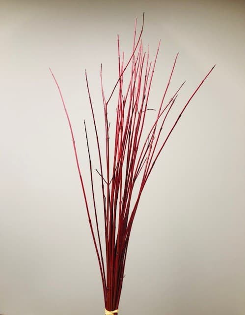 Dogwood Red Twig -  10BU/BAG Med.