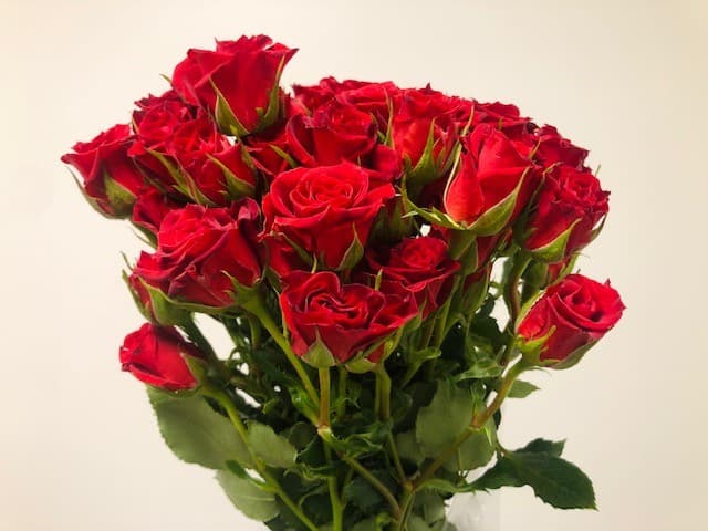 Spray Roses Red Mikado 120ST/BX 50cm