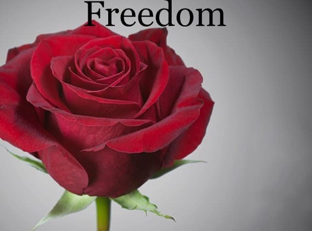 Roses 125st/bx Freedom 50cm