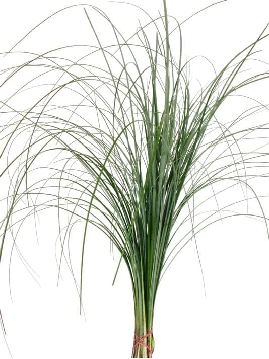 Beargrass Green 20 BU/BX 50cm
