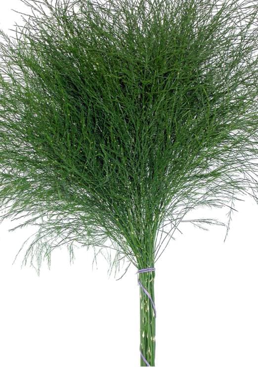 Tree Fern GREEN 30 BU/BX 60-70cm