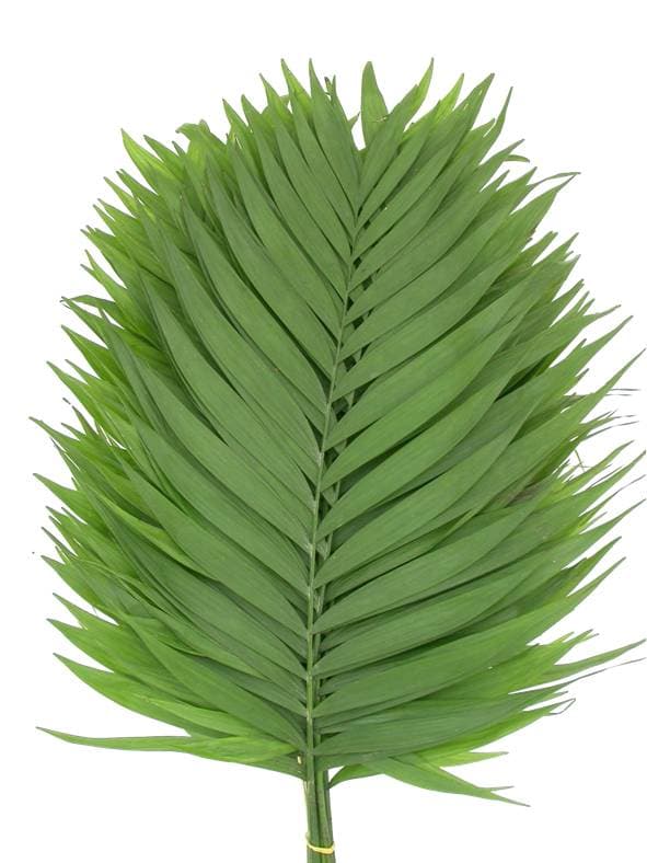 Emerald Premium GREEN 30 BU/BX 75-80cm