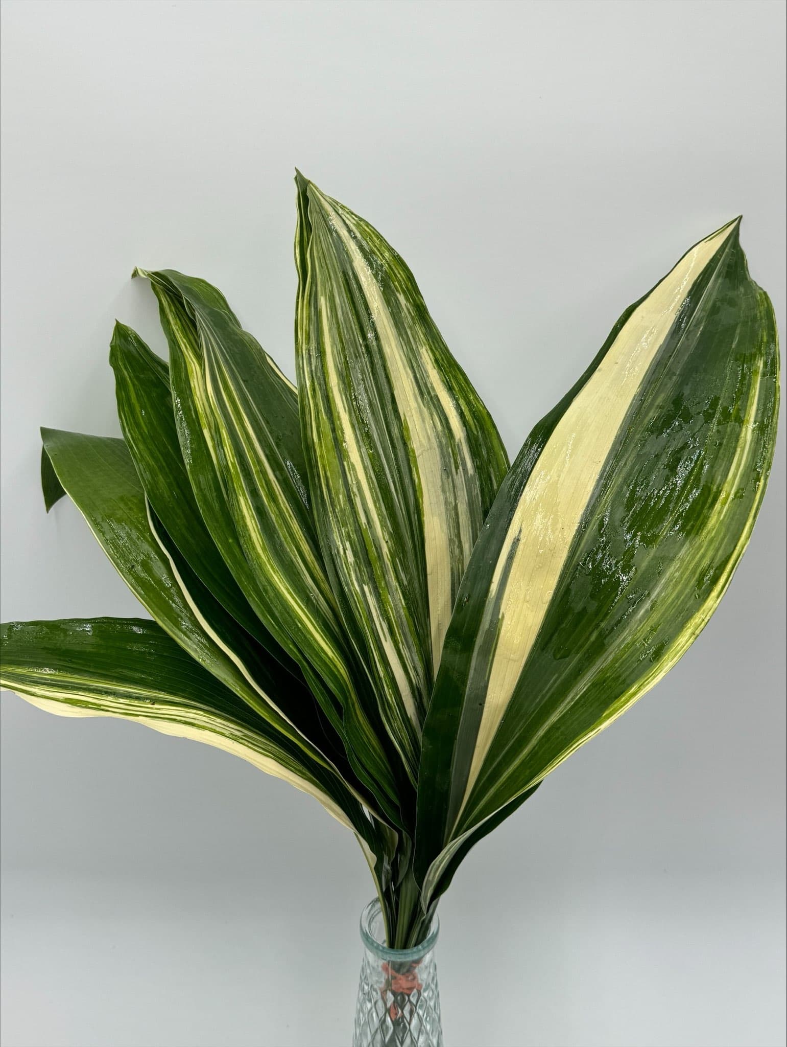 Aspidistra Variegated 30 BU/BX 50cm