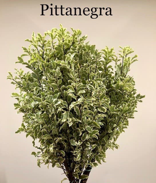 Pittanegra Variegated ITALIAN MINI PIT 25 BU/BX 40-50cm