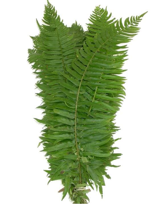 Flat Fern GREEN 25 BU/BX 60CM