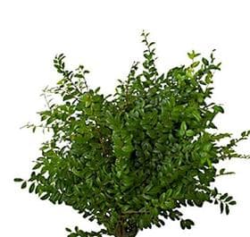 Green Huck 20 Bu/bx Green 60cm