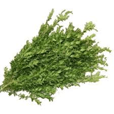 Oregonia Bunches 20 Bu/bx Variegated 60cm