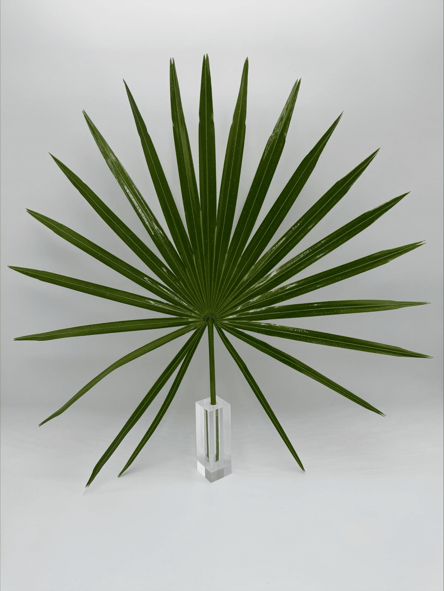 Palmetto Fans GREEN 20 BU/BX