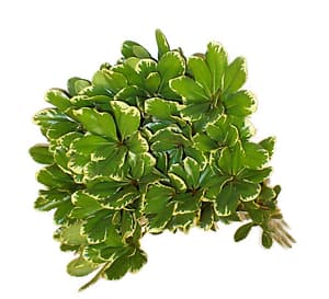 Pitt. Variegated VARIEGATED 30 BU/BX 40-50cm