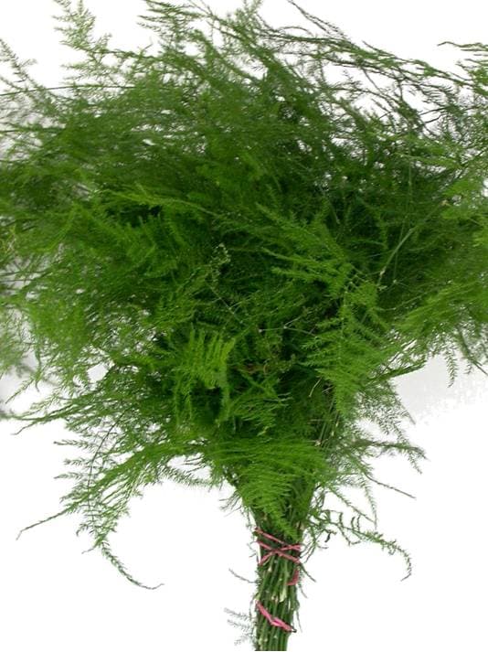 Plumosus GREEN 15 BU/BX