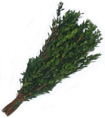 Myrtle GREEN GREEN 25 BU/BX 70cm-80cm