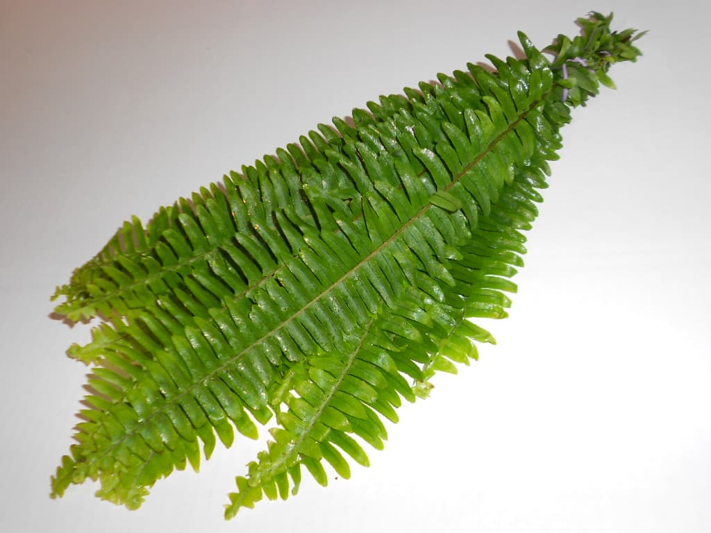 Sword Fern GREEN GREEN 20 BU/BX 50cm-60cm