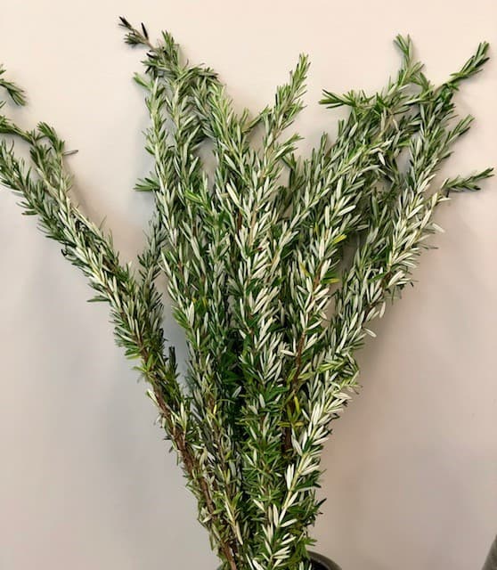 Rosemary Green 10BU/BX 60-70cm