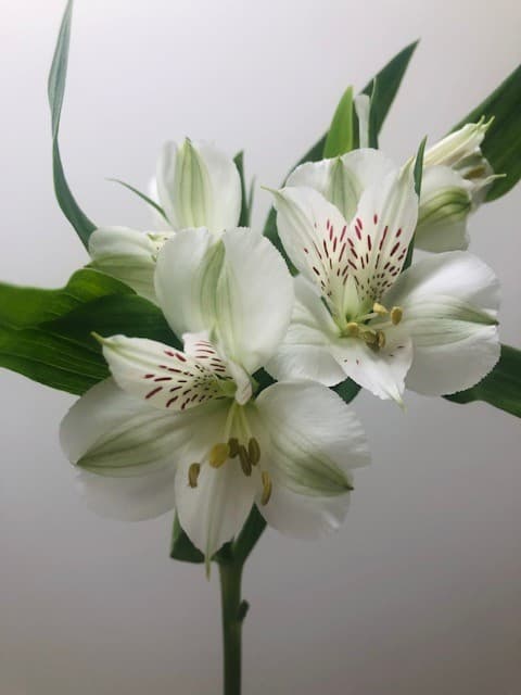 Alstroemeria White Select 12 BU/BX