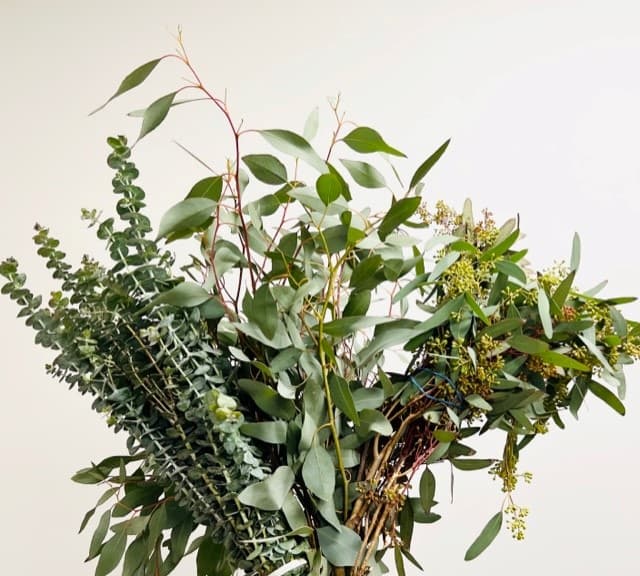 Eucalyptus Mix 10 Bu/bx Green 60cm