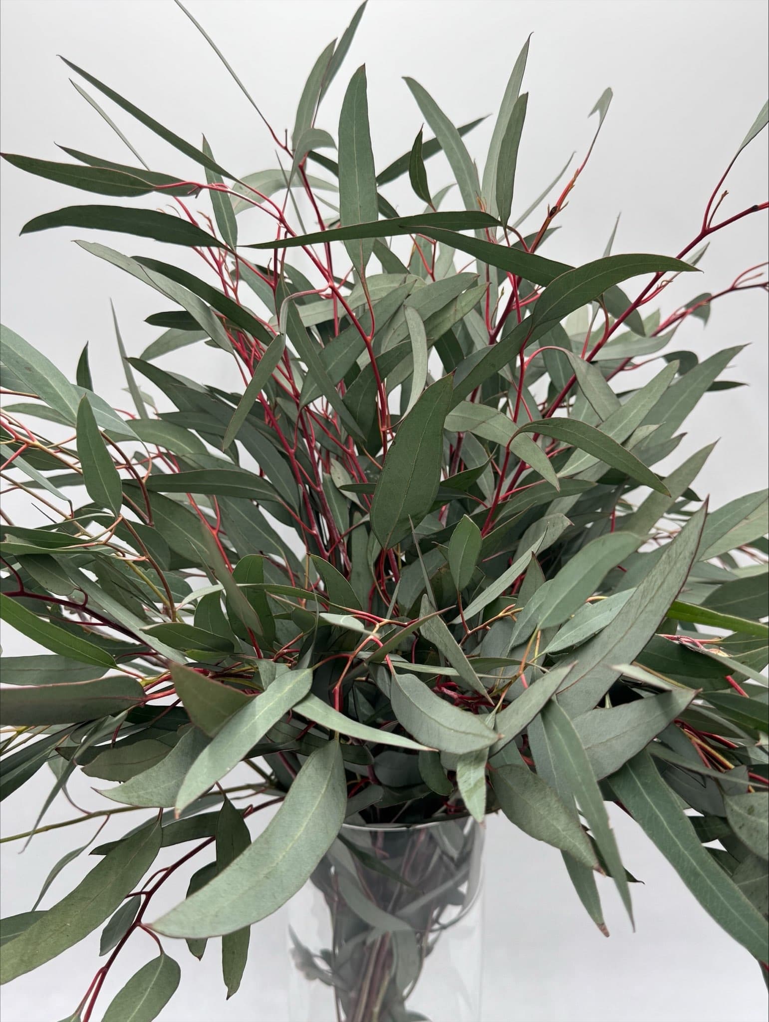 EUCALYPTUS WILLOW GREEN WILLOW 10 BU/BX 60CM