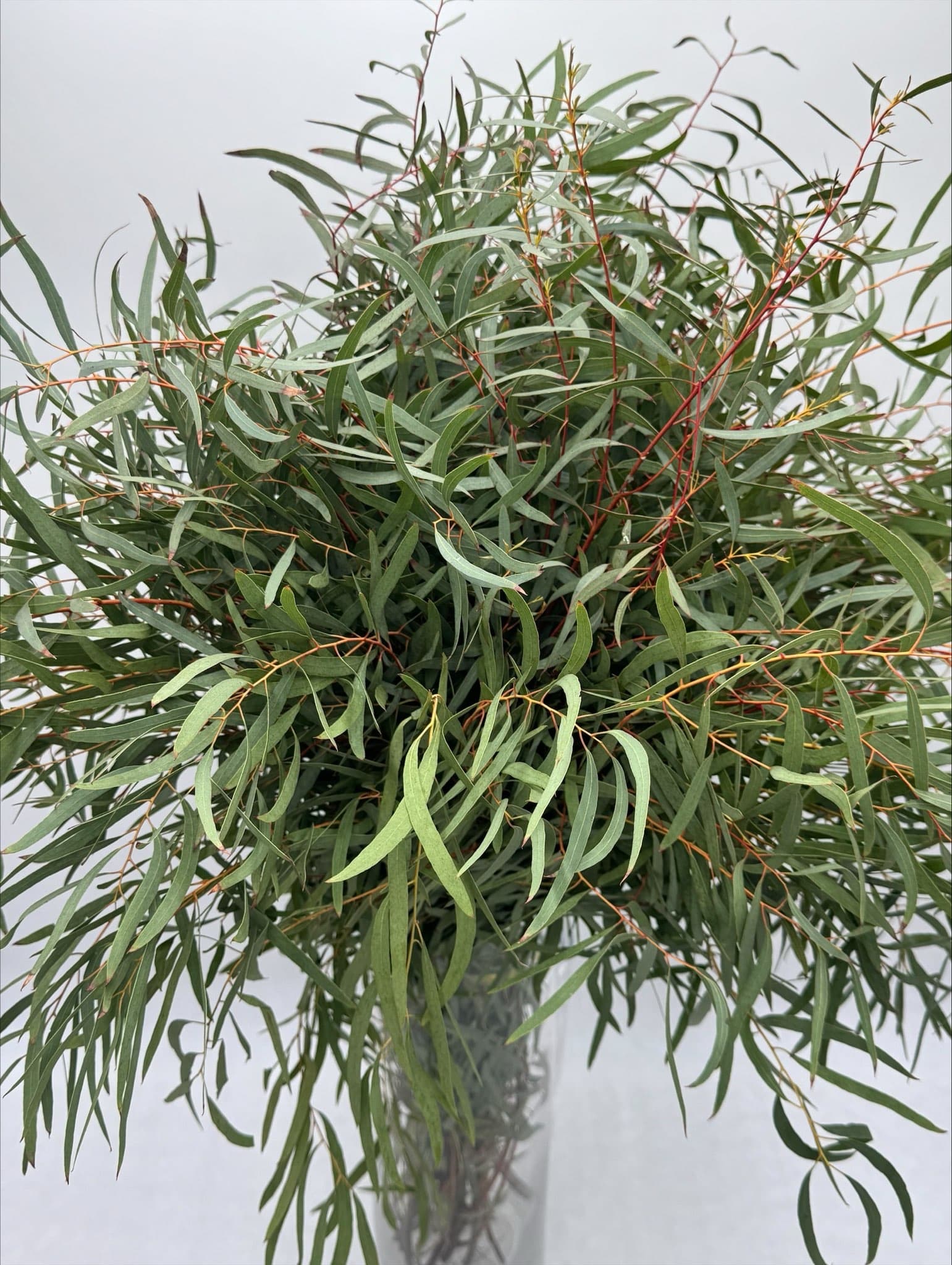 FEATHER WILLOW EUC GREEN 10 BU/BX 55-60cm