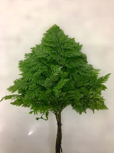 Cleopatra Fern Green 15BU/BX 40cm