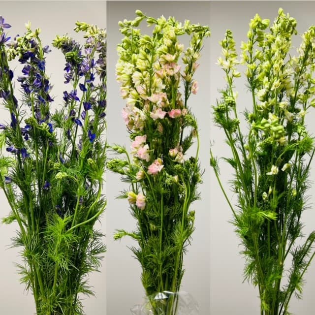 Larkspur 12bu/bx Assorted 90cm