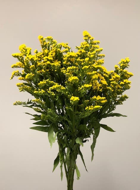 Solidago Yellow Golden Glory 15BU/BX 70cm