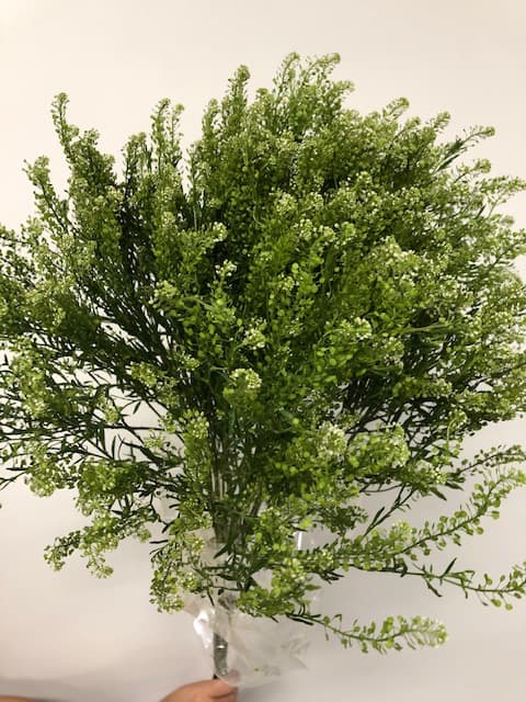 Lepidium Green Dragon 15 Bu/bx Green 70cm
