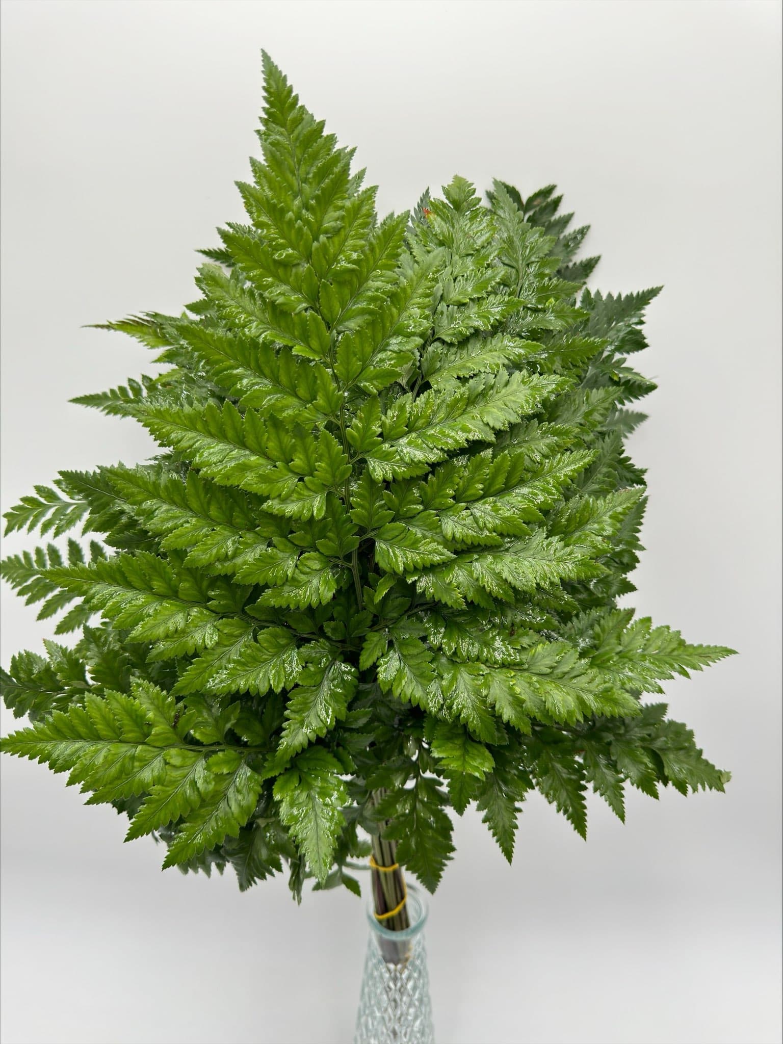 Leatherleaf Sleeved 35 Bu/bx Green