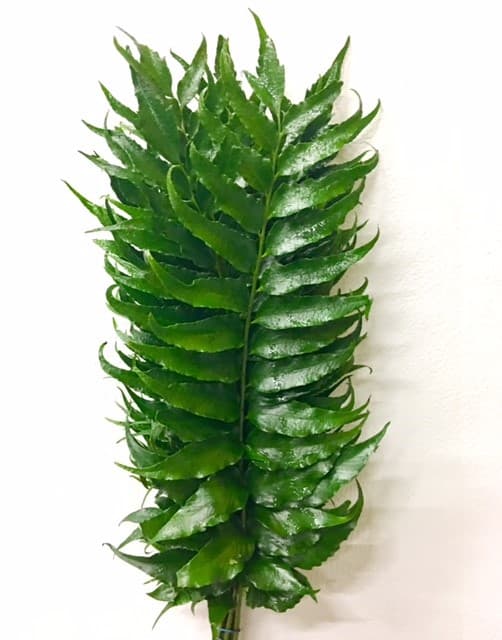 HOLLY FERN GREEN 15 BU/BX