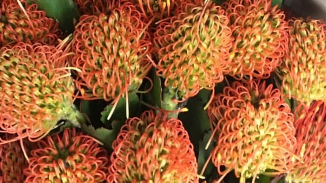 Pincushions Tiara (Orange) TIARA ECUADOR  50 STEMS 50CM