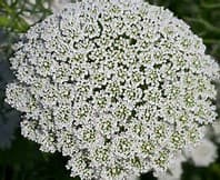 Queen Anns Lace 10bu/bx White 70cm