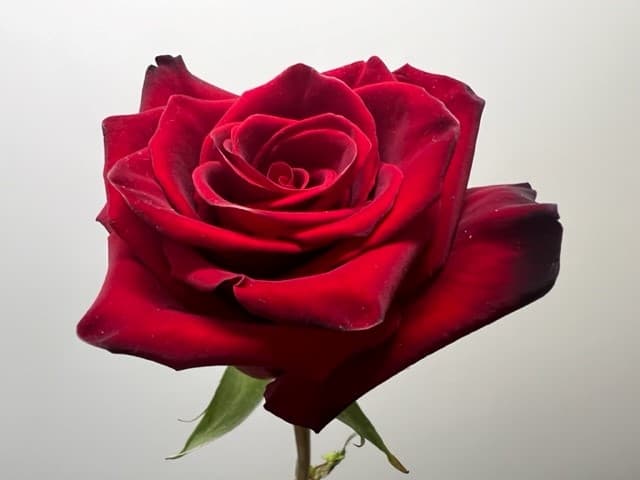 Roses EXPLORER 100 STEMS 50cm