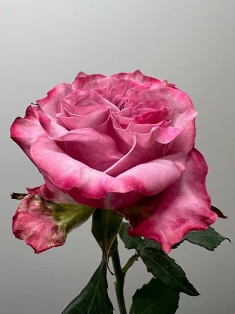Garden Roses 100st/bx Country Blues 50-60cm