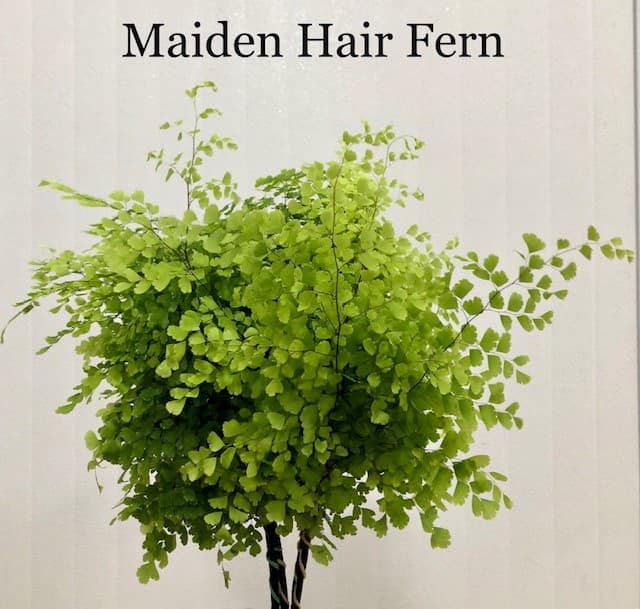 MAIDENHAIR GREEN 15 BU/BX.