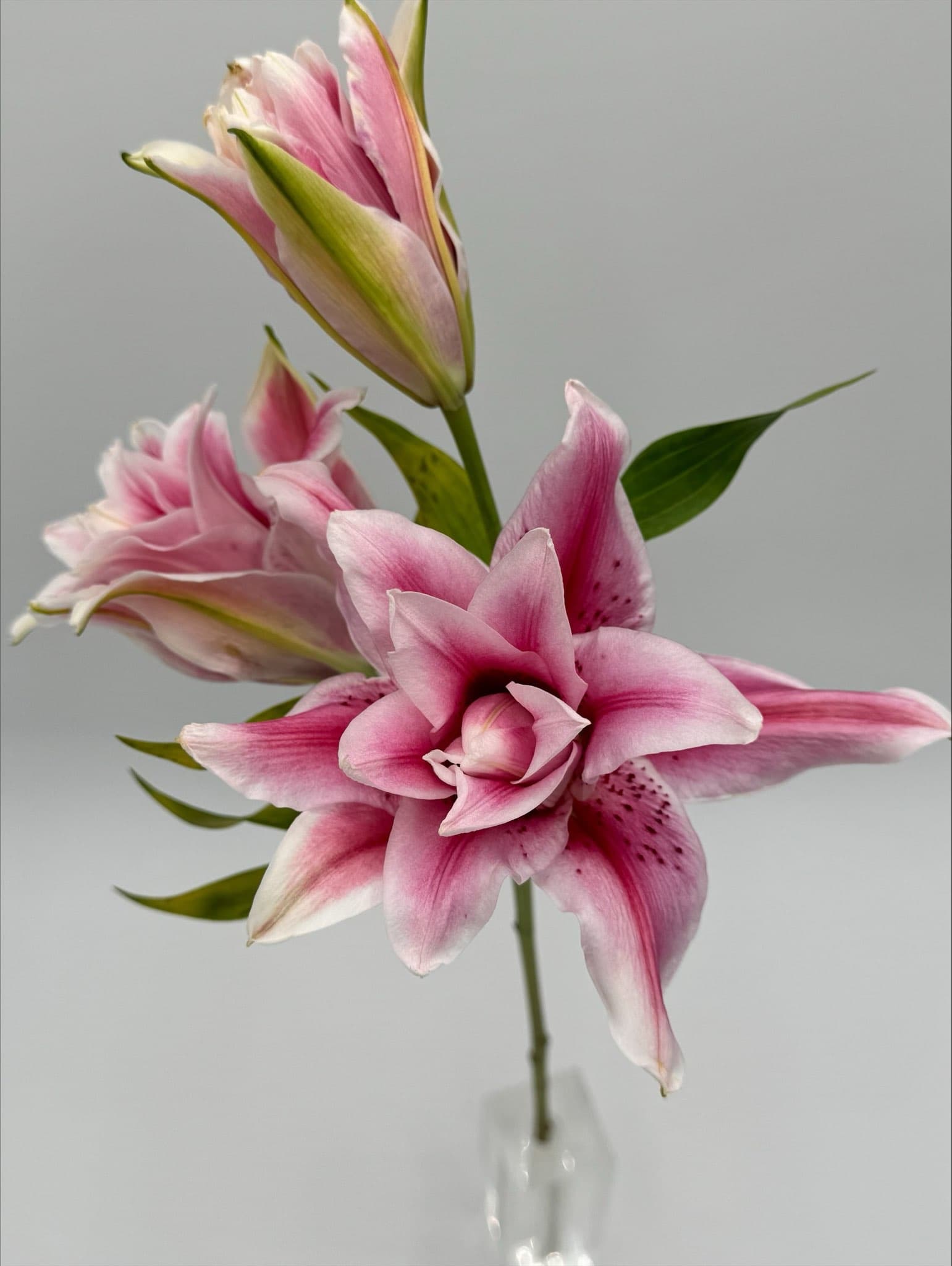 Roselily 60st/bx Pink 50cm