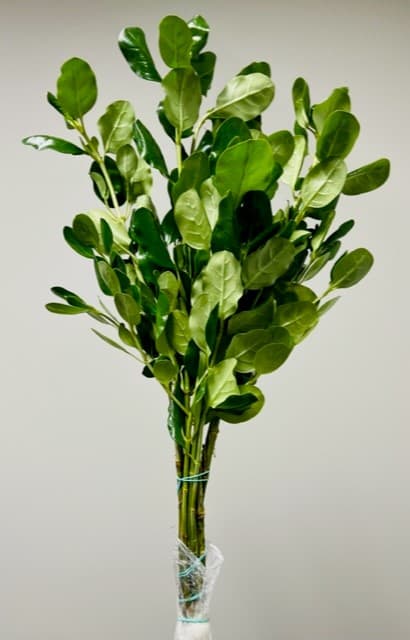 Brillantina green 12 bu/bx