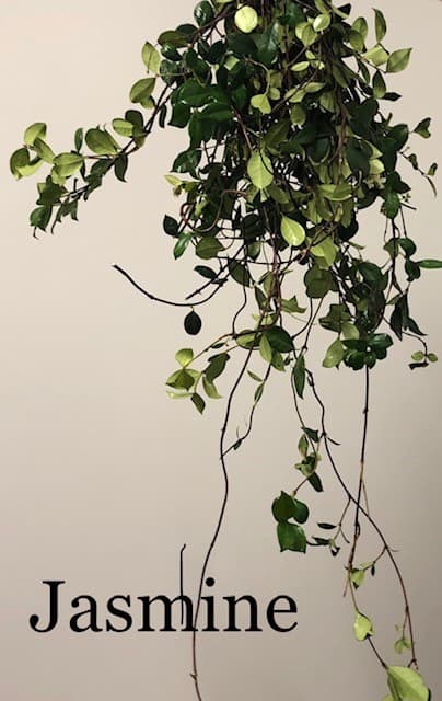 JASMINE Green VINE - 12BU/BX 50-60cm