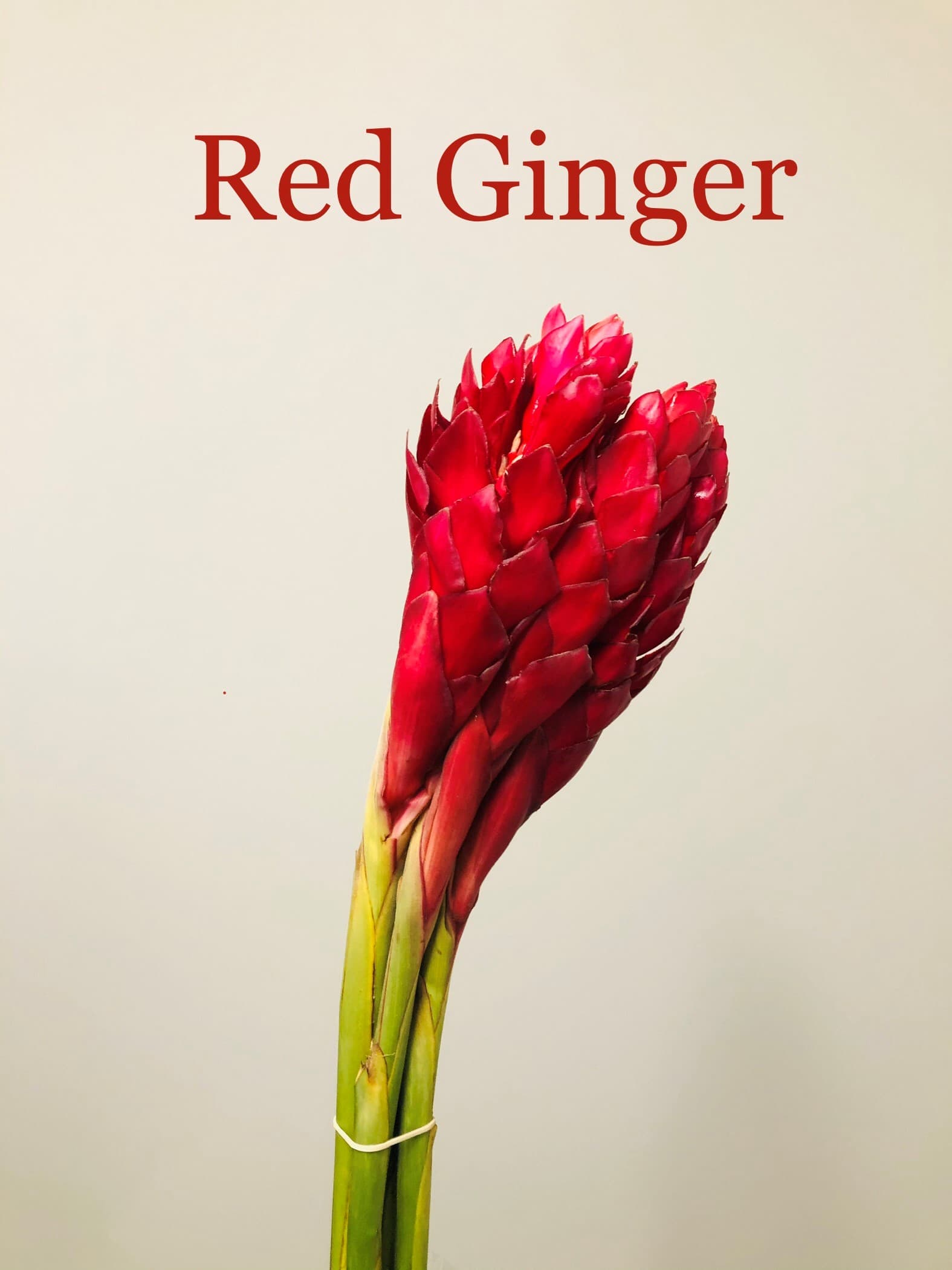 Ginger 50st/bx Red