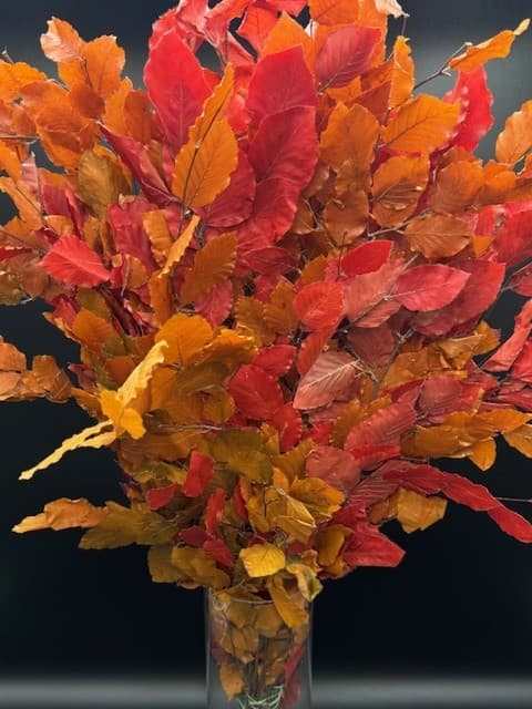Copper Beech 30bu/bx. Assorted