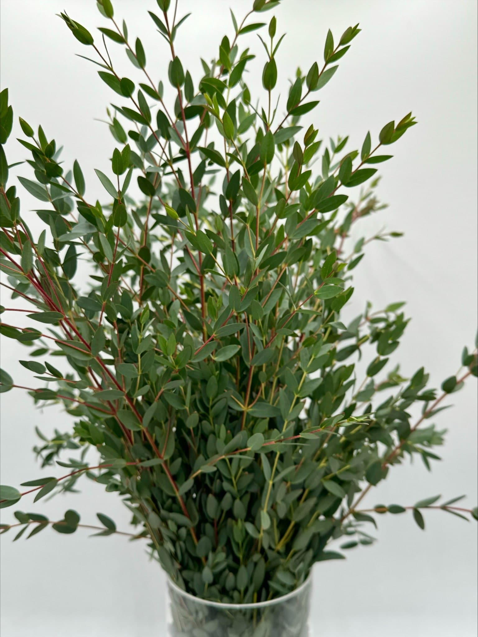 Parvifolia Euc Green 20BU/BX 75-80CM