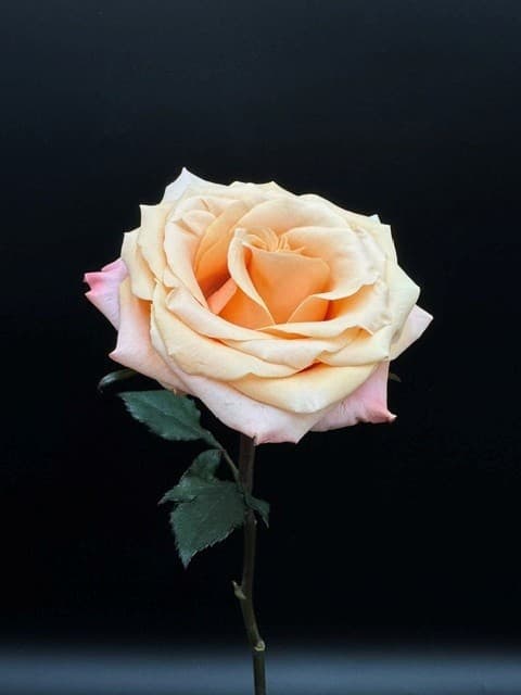 Garden Roses Shimmer (peach) 100ST/BX 50cm