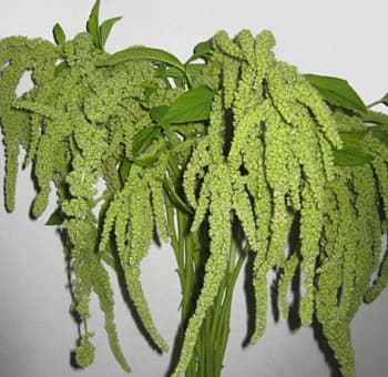 Amaranthus Green Hanging - 8BU/BX 60cm